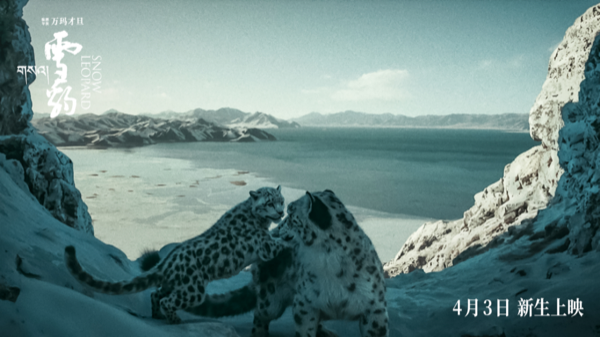 1712030572574037931.png 副本【稿件fin】电影《雪豹》终极轮次-0401(1)885.png